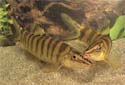 Click for more info on Chinese Golden Zebra Loach