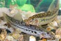 Click for more info on Peppered Loach