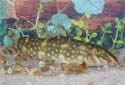 Click for more info on Polka Dot Loach