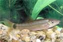 Click for more info on Silver Loach