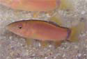 Click for more info on Skunk Loach