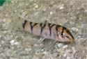 Click for more info on Yoyo Loach