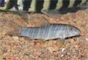 Click for more info on Zebra Loach