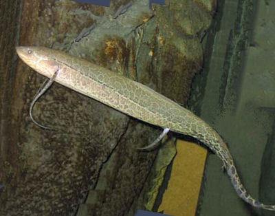 African Leopard Lungfish and Fish Guides for all Types of Unusual Fish