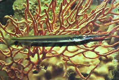 Needle Nose Gar, Xenentodon cancila, Freshwater Garfish, Silver Needlefish, Needlefish