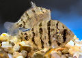 Animal-World info on Blackbanded Sunfish