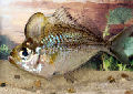 Animal-World info on Humphead Glassfish