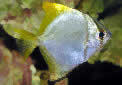 Animal-World info on Mono Fish