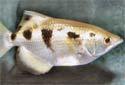 Animal-World info on Banded Archerfish