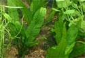 Click for more info on Java Fern