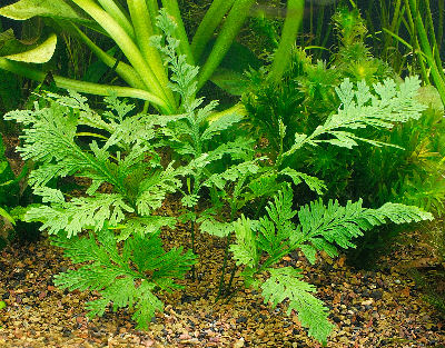 Picture of a Planted Aquarium with a Malayan Aqua Fern