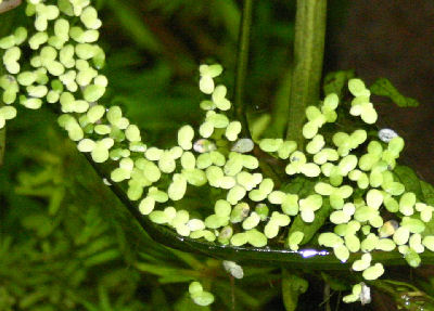 Picture of Duckweed
