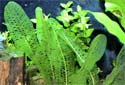 About Planted Aquariums Fact Sheet