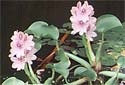 Animal-World info on Water Hyacinth