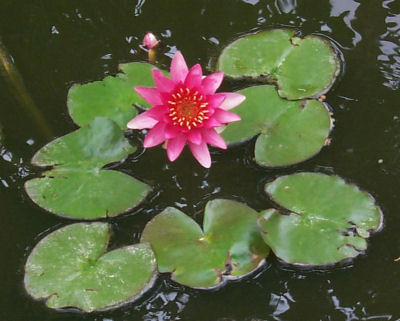 Picture of a "Hardy" Water Lily
