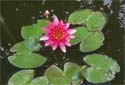 Animal-World info on Water Lily