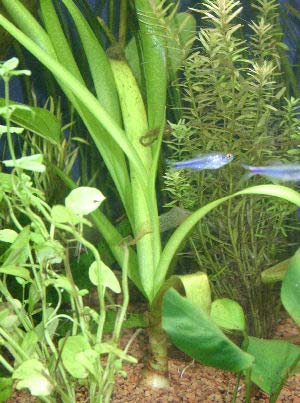 Picture of a Planted Aquarium with a Water Onion