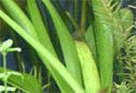 Animal-World info on Water Onion Plant