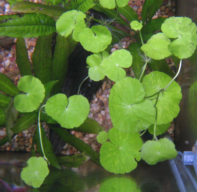 Picture of a Planted Aquarium with Brazilian Pennywort