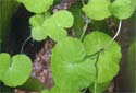 Click for more info on Brazilian Pennywort