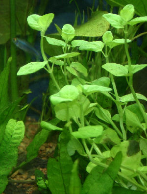 Picture of a Planted Aquarium with Java Fern and Creeping Jenny