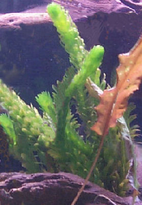 Picture of Anacharis, also called Elodea or Brazilian Waterweed
