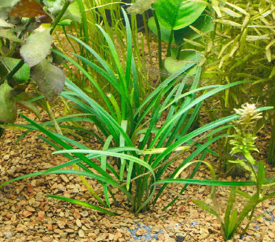 Picture of a Planted Aquarium with a Fountain Plant