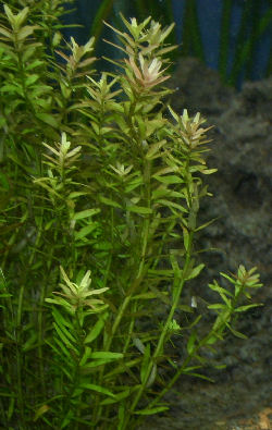 Picture of a Dwarf Rotala or Tooth-cup