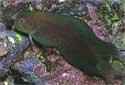 Red-lipped Blenny Fact Sheet
