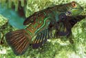 Animal-World info on Mandarin Fish