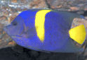 Click for more info on Arabian Angelfish