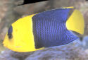 Click for more info on Bicolor Angelfish