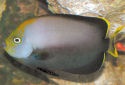 Click for more info on Black Velvet Angelfish