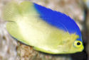 Click for more info on Colin's Angelfish