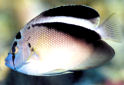 Animal-World info on Griffis' Angelfish