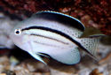 Click for more info on Lamarck's Angelfish