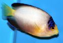 Click for more info on Multicolor Angelfish