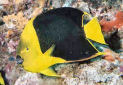 Rock Beauty Angelfish Holacanthus Tricolor Fish Guide And Pictures