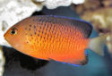 Click for more info on Rusty Angelfish