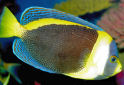 Click for more info on Scribbled Angelfish