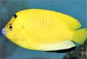 Click for more info on Flagfin Angelfish