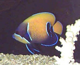 Blue-girdled Angelfish, Pomacanthus navarchus