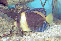 Scribbled Angelfish, Chaetodontoplus duboulayi