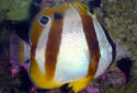 Click for more info on South African Butterflyfish