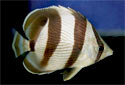 Picture of a Banded Butterflyfish Chaetodon striatus