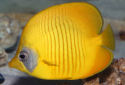 Click for more info on Golden Butterflyfish