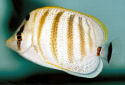 Click for more info on Pebbled Butterflyfish