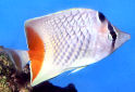 Click for more info on Pearlscale Butterflyfish