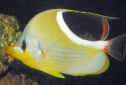 Picture of a Saddled Butterflyfish Chaetodon ephippium