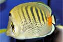 Click for more info on Spot Banded Butterflyfish